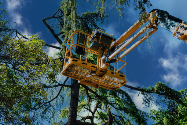 How Our Tree Care Process Works  in Bal Harbour, FL